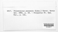 Coltricia perennis image
